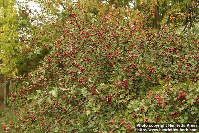 Photo: Crataegus monogyna 2.