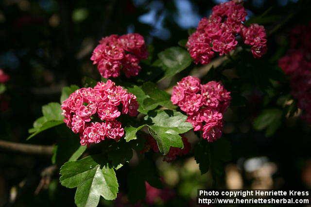 Photo: Crataegus laevigata 3.