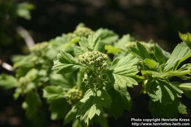 Photo: Crataegus maximowiczii 16.