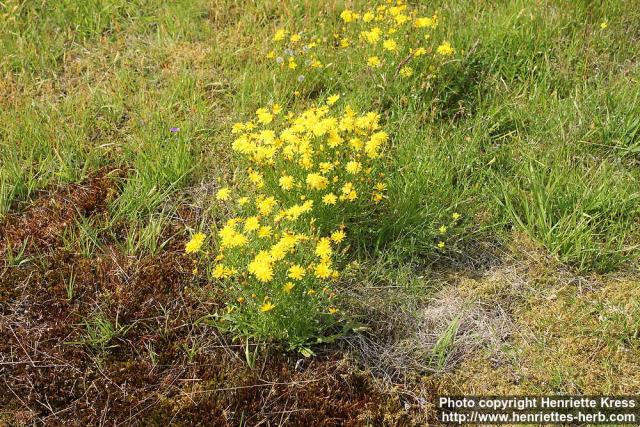 Photo: Crepis tectorum 0.