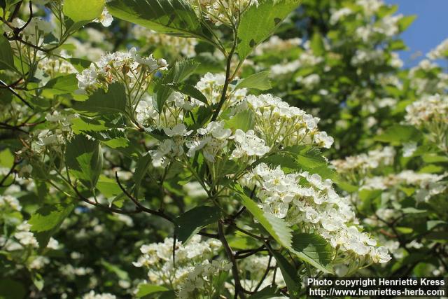 Photo: Crataegus erythropoda 0.