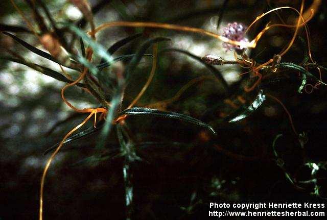 Photo: Cuscuta indecora 1.