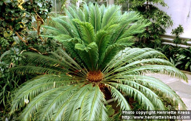 Photo: Cycas revoluta.