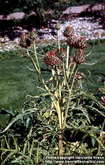 Photo: Cynara cardunculus 4.