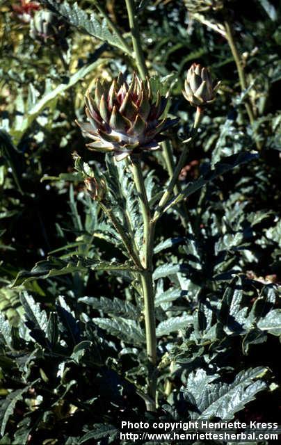 Photo: Cynara scolymus 3.