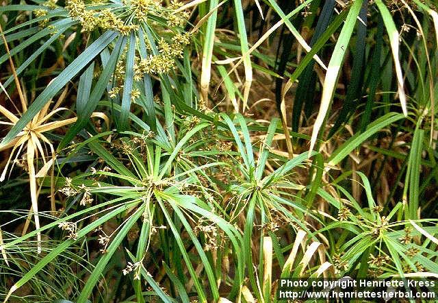 Photo: Cyperus alternifolius 3.