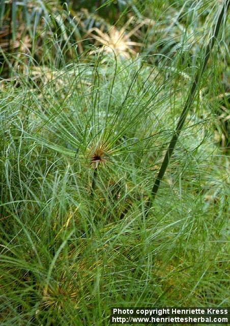 Photo: Cyperus papyrus.