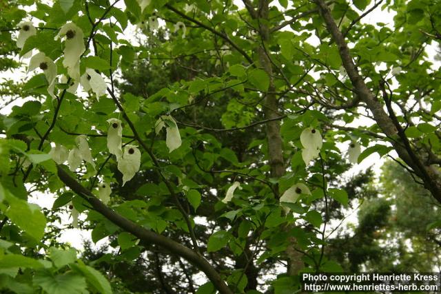 Photo: Davidia involucrata 1.