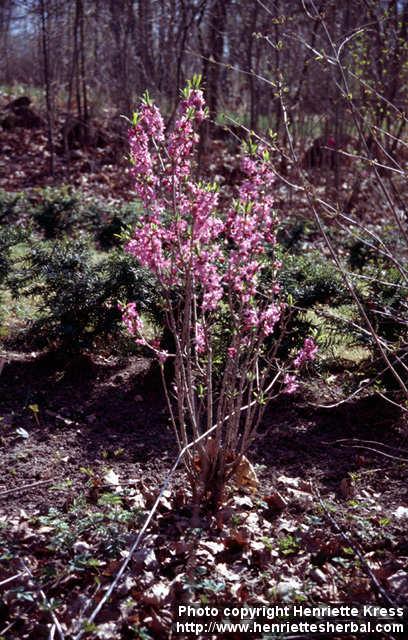 Photo: Daphne mezereum 12.