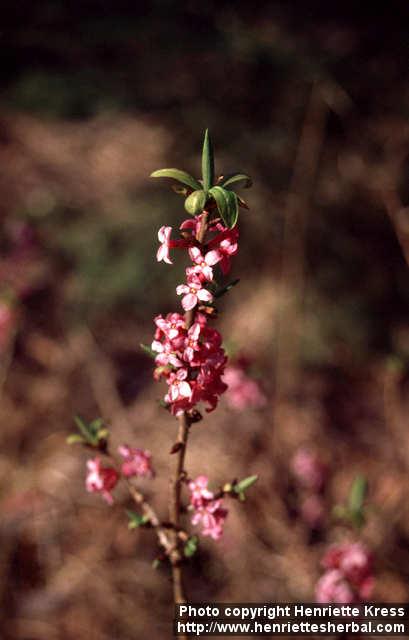 Photo: Daphne mezereum 8.