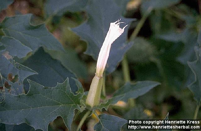 Photo: Datura stramonium 1.