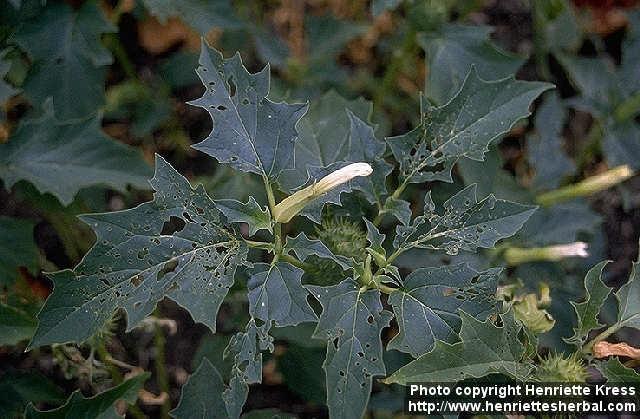 Photo: Datura stramonium.