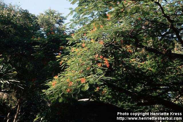 Photo: Delonix regia 1.