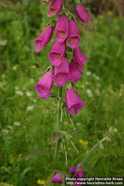 Photo: Digitalis purpurea 7.