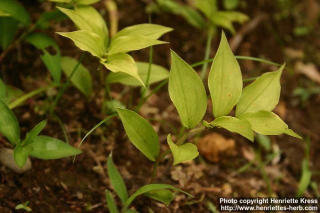 Photo: Disporum smilacinum 0.