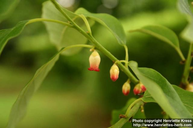 Photo: Diospyros glaucifolia 1.