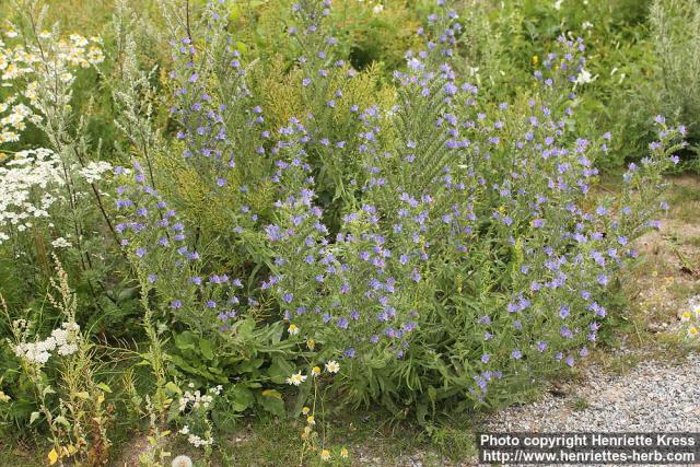 Photo: Echium vulgare 4.