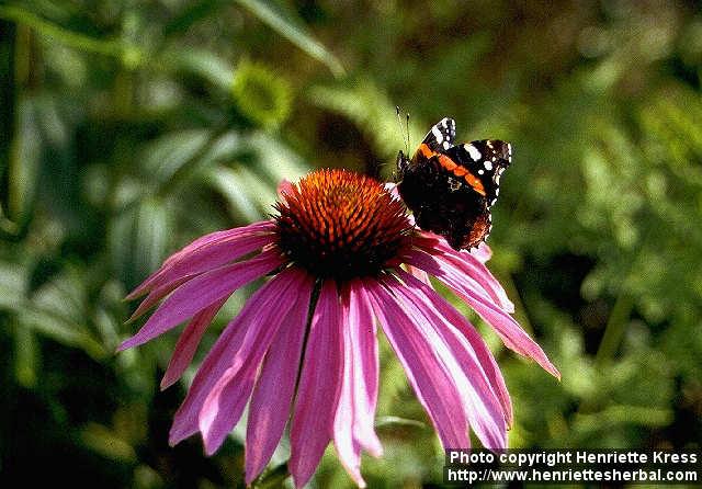 Photo: Echinacea purpurea 6.