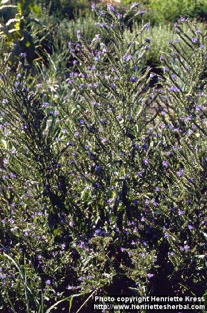 Photo: Echium vulgare.