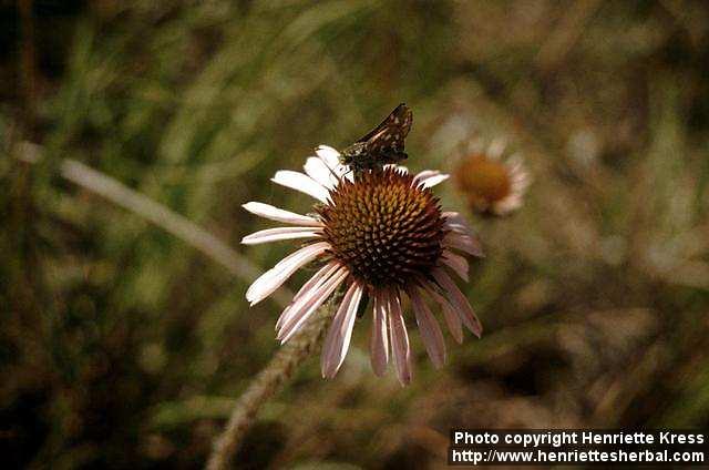 Photo: Echinacea angustifolia 1.