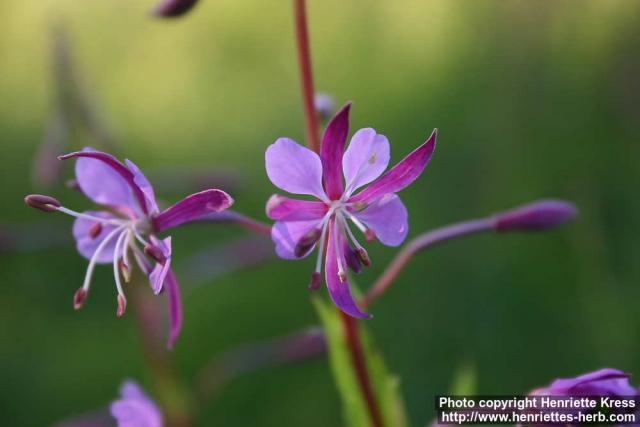 Photo: Epilobium angustifolium 18.