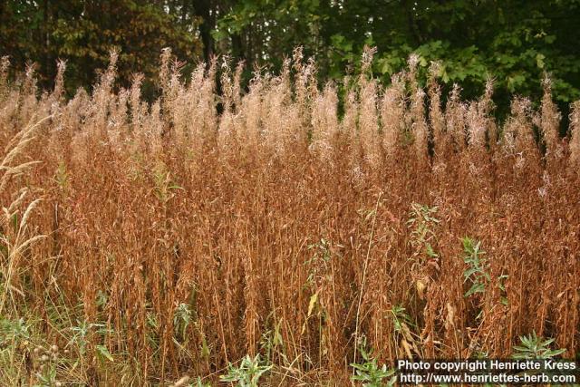 Photo: Epilobium angustifolium 21.