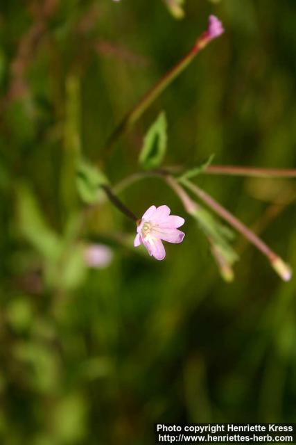 Photo: Epilobium montanum 1.