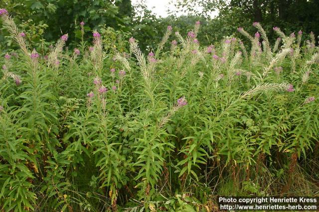 Photo: Epilobium angustifolium 28.