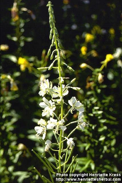 Photo: Epilobium angustifolium 5.