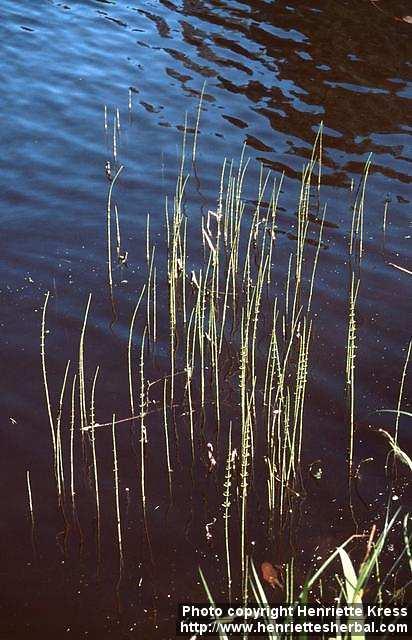 Photo: Equisetum fluviatile.