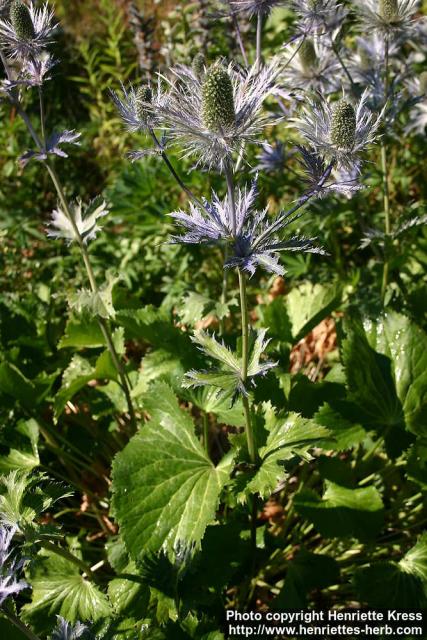 Photo: Eryngium alpinum 5.