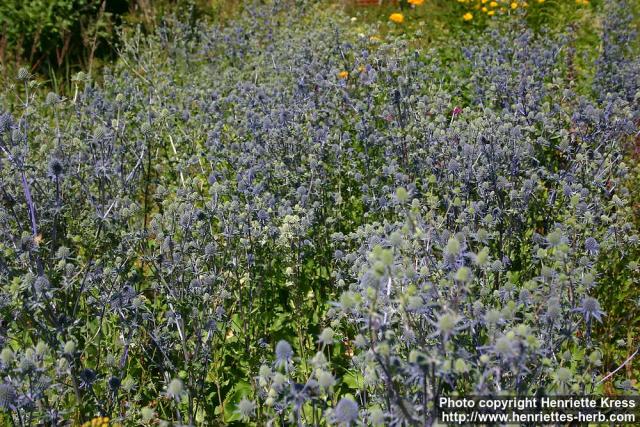 Photo: Eryngium planum 9.