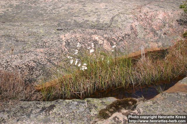 Photo: Eriophorum angustifolium 6.