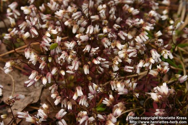 Photo: Erophila verna 10.