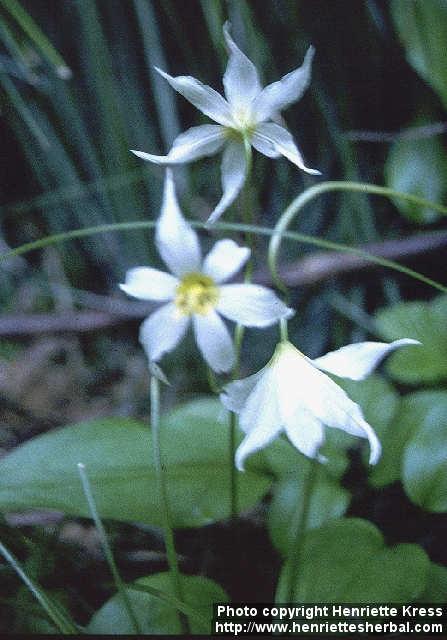 Photo: Erythronium montanum 2.