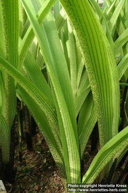 Photo: Eucomis comosa 3.