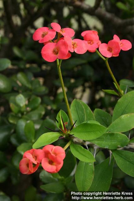 Photo: Euphorbia milii 1.