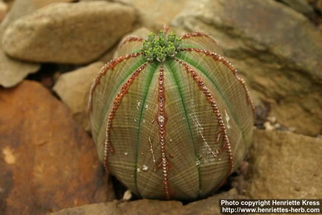 Photo: Euphorbia obesa.