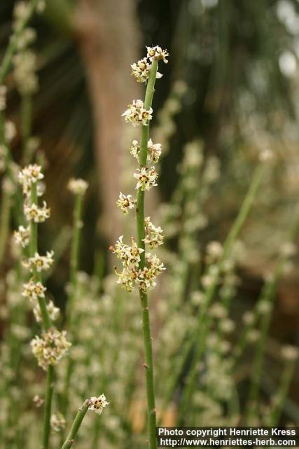 Photo: Euphorbia antisyphilitica 2.