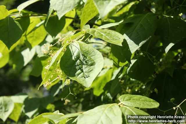 Photo: Euonymus planipes 7.