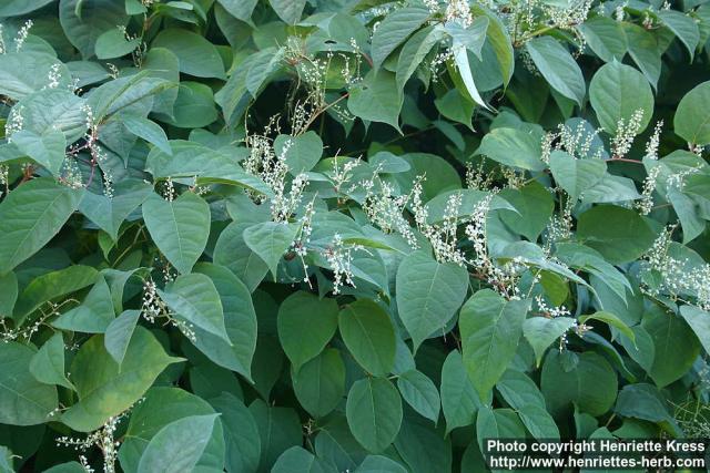 Photo: Fallopia japonica 4.