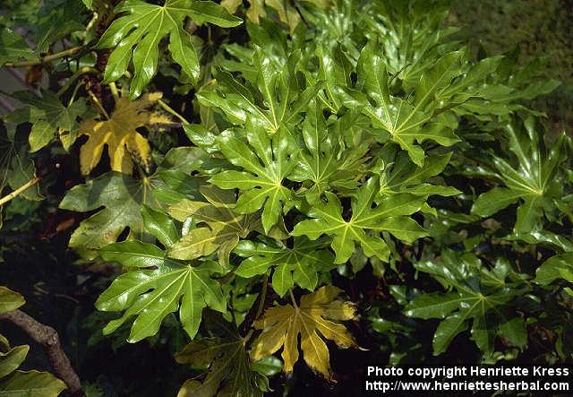 Photo: Fatsia japonica 3.