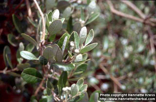 Photo: Feijoa sellowiana 1.