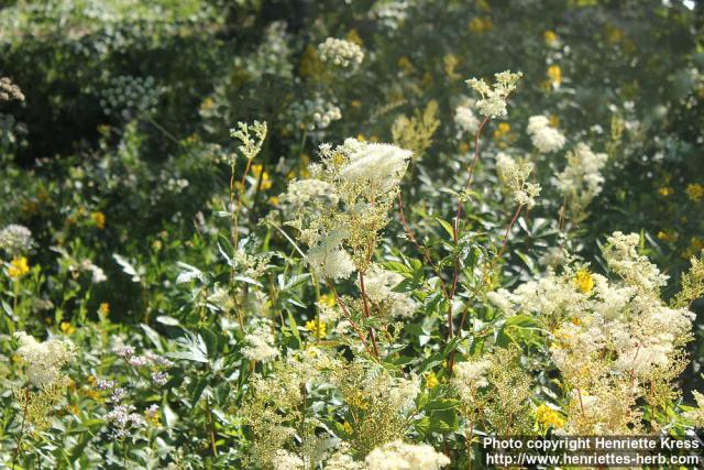 Photo: Filipendula ulmaria 36.