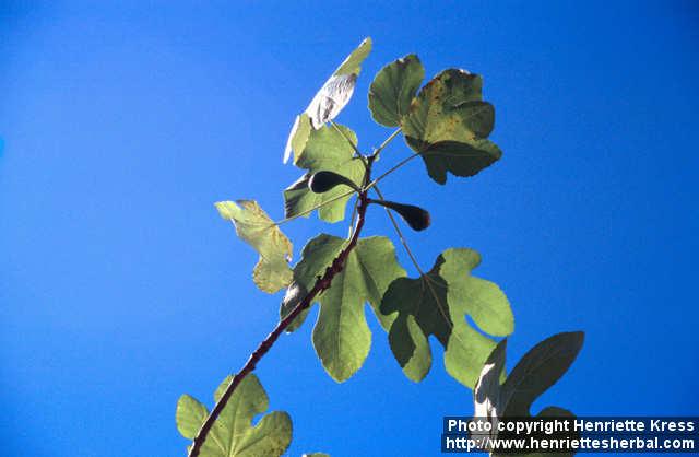 Photo: Ficus carica.