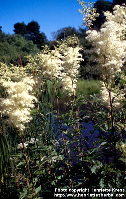 Photo: Filipendula ulmaria 9.