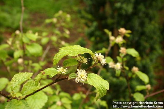 Photo: Fothergilla major 1.