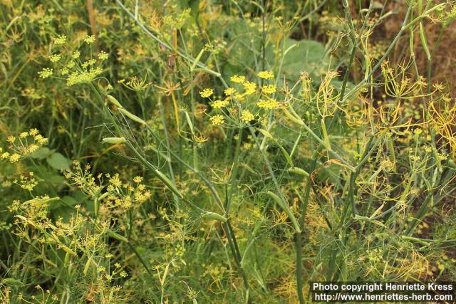 Photo: Foeniculum vulgare 15.