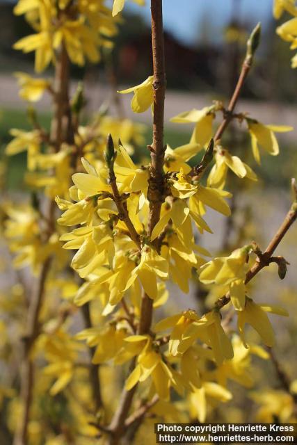 Photo: Forsythia 15.