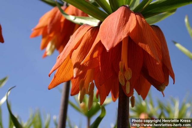 Photo: Fritillaria 8.